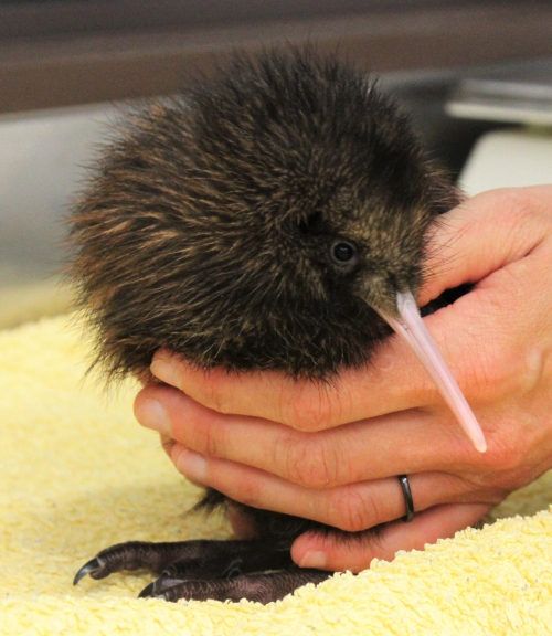 The meaning of 'cute' - a Rimutaka Forest Park Trust chick just a day or so after it hatched from its egg at Pukaha Mt Bruce.