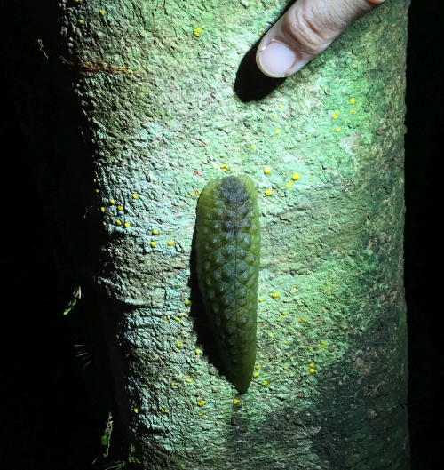 Leaf-veined slug observed at night in the Remutaka Forest Park