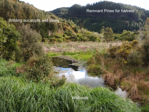 Photo showing plan to remove wilding pines and eucalypts and harvest remaining pine plantation at Catchpool Valley