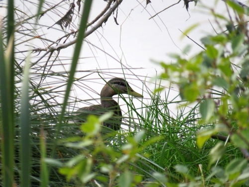 Mallard duck peeking through the bullrushes and sedges at the edge of the wetlands.