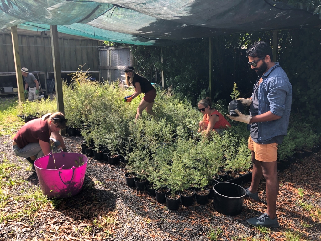 Volunteers tending to kanuka and manuka seedling in the Catchpool nursery