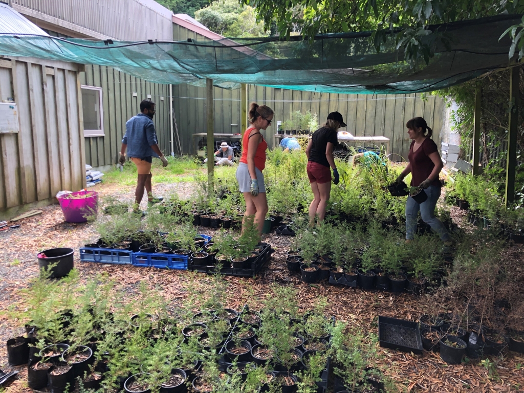 Nursery working bee volunteers caring for and attending to plants down at the Catchpool nursery