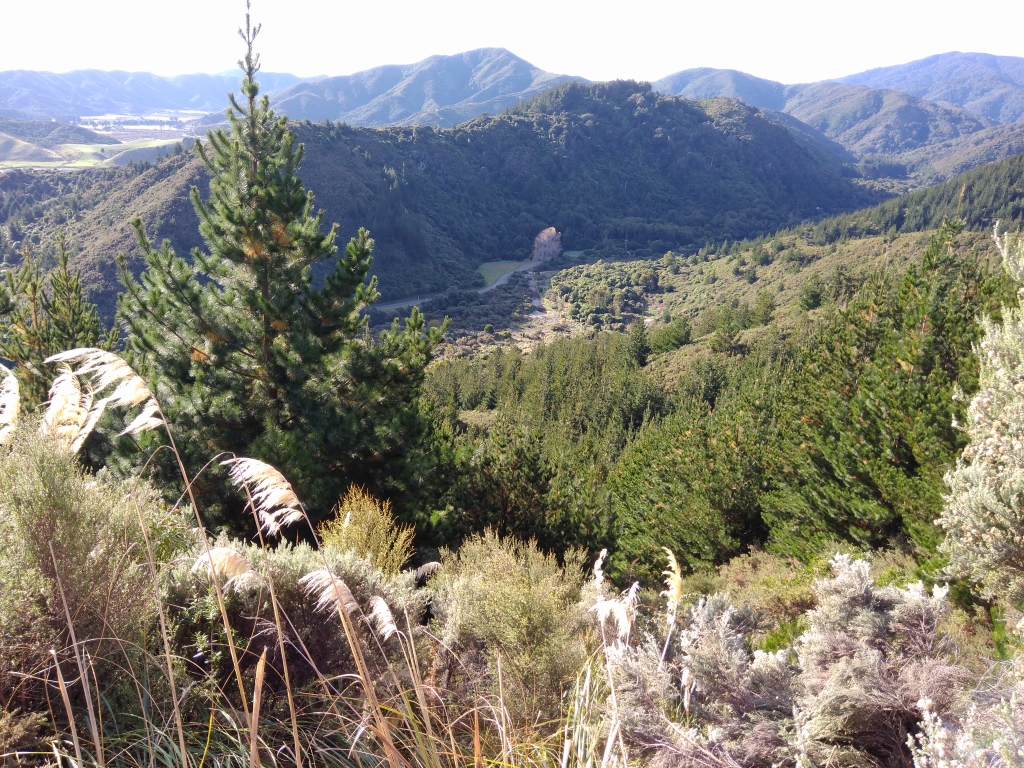 View of the Catchpool Valley from the new access road cleared to allow ground control contractors work on removal of the wilding pines