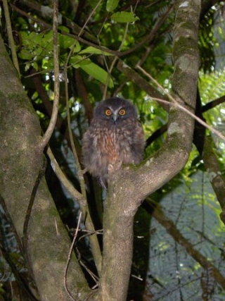 A curious Morepork (Ruru) watches on as our photographer (Margaret) flashes away...