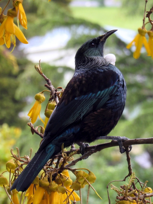 A Tui seeks nectar from a flowering Kowhai bush