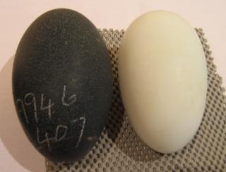 Emu and Kiwi eggs, side by side. The emu egg is on the left.