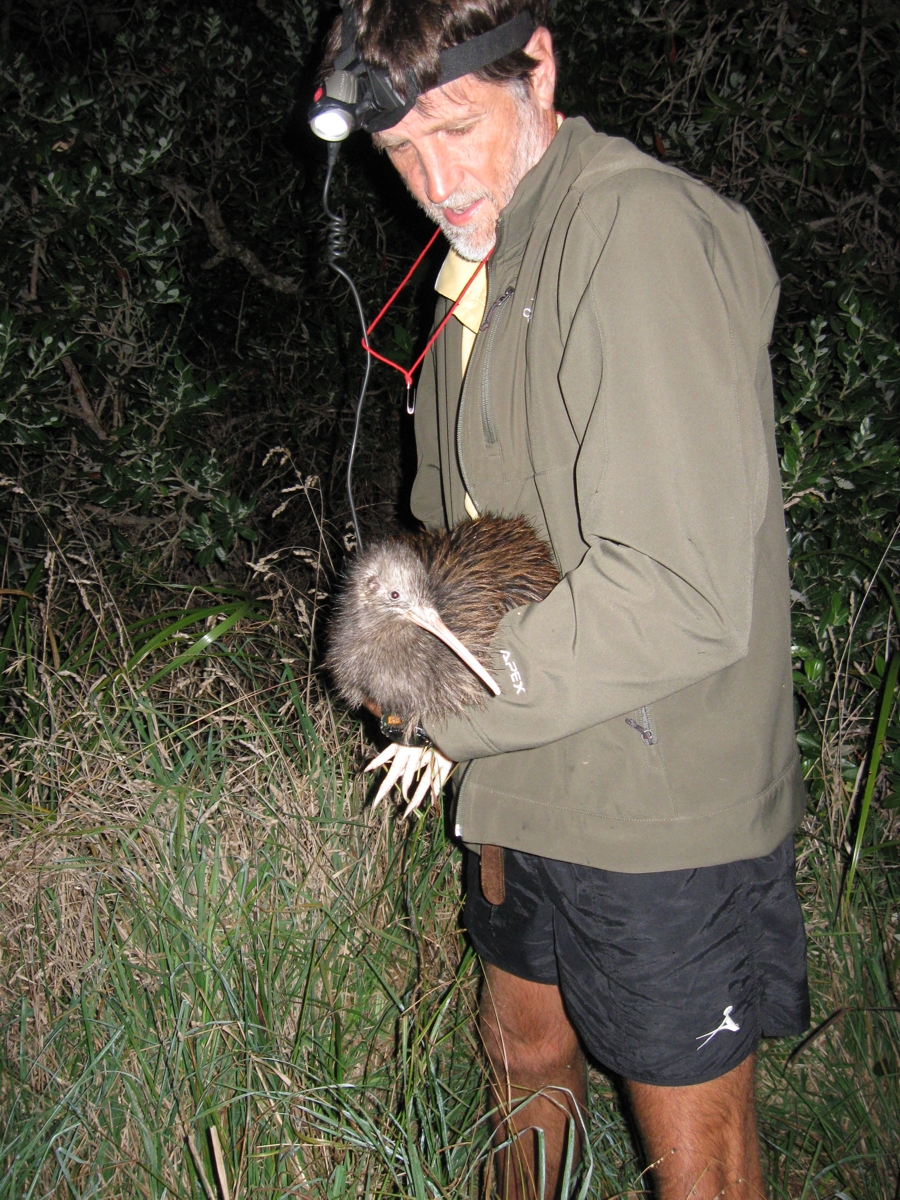 Image of baby kiwi